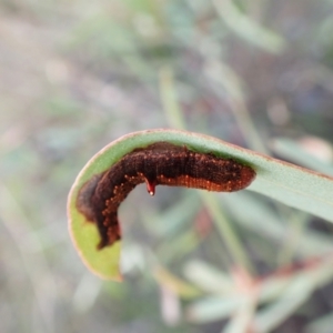 Mnesampela comarcha at Mount Painter - 10 Sep 2023