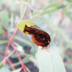 Mnesampela comarcha at Mount Painter - 10 Sep 2023 09:57 AM