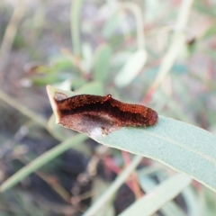 Mnesampela comarcha at Mount Painter - 10 Sep 2023 09:57 AM