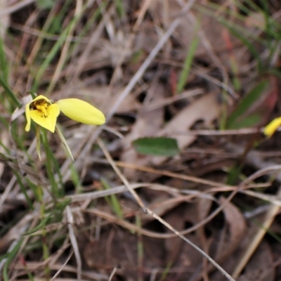 Diuris chryseopsis (Golden Moth) at Belconnen, ACT - 7 Sep 2023 by CathB