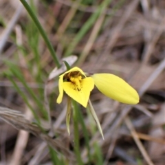 Diuris chryseopsis at Belconnen, ACT - 7 Sep 2023