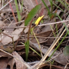 Diuris chryseopsis at Belconnen, ACT - 7 Sep 2023