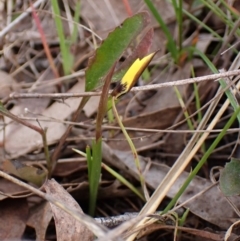 Diuris chryseopsis at Belconnen, ACT - suppressed