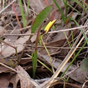 Diuris chryseopsis at Belconnen, ACT - suppressed