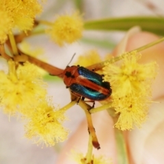 Calomela curtisi (Acacia leaf beetle) at Belconnen, ACT - 7 Sep 2023 by CathB