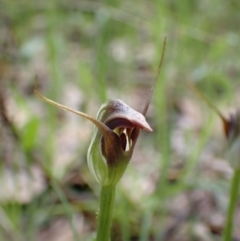 Pterostylis pedunculata (Maroonhood) at Chiltern-Mt Pilot National Park - 29 Aug 2023 by AnneG1