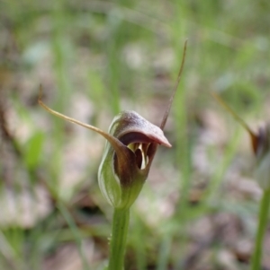 Pterostylis pedunculata at Chiltern, VIC - suppressed