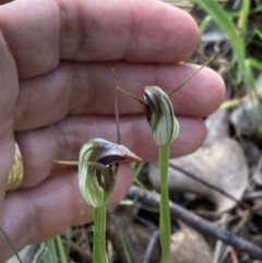 Pterostylis pedunculata at Chiltern, VIC - suppressed