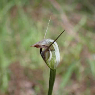 Pterostylis pedunculata (Maroonhood) at Chiltern-Mt Pilot National Park - 29 Aug 2023 by AnneG1