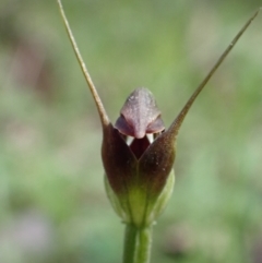 Pterostylis pedunculata at Chiltern, VIC - suppressed