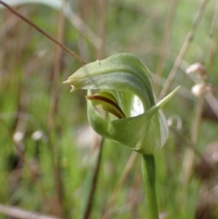 Pterostylis curta (Blunt Greenhood) at Chiltern-Mt Pilot National Park - 29 Aug 2023 by AnneG1