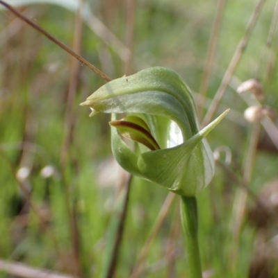Pterostylis curta (Blunt Greenhood) at Chiltern-Mt Pilot National Park - 29 Aug 2023 by AnneG1