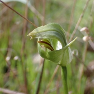 Pterostylis curta (Blunt Greenhood) at Chiltern, VIC by AnneG1