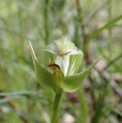 Pterostylis curta at Chiltern, VIC - suppressed