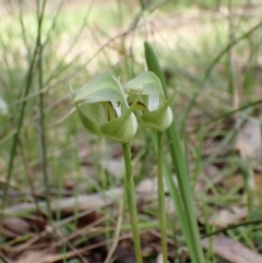 Pterostylis curta at Chiltern, VIC - suppressed