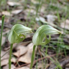 Pterostylis curta at Chiltern, VIC - suppressed