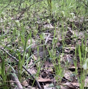 Pterostylis curta at Chiltern, VIC - suppressed