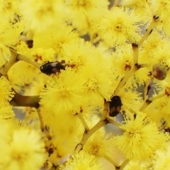 Sarothrocrepis civica (An arboreal 'ground' beetle) at Mount Painter - 7 Sep 2023 by CathB