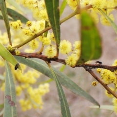 Sarothrocrepis civica at Belconnen, ACT - 7 Sep 2023 04:01 PM