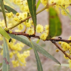 Sarothrocrepis civica at Belconnen, ACT - 7 Sep 2023 04:01 PM