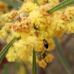 Sarothrocrepis civica at Belconnen, ACT - 7 Sep 2023 04:01 PM