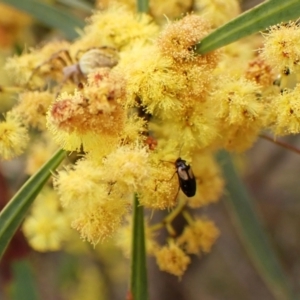 Sarothrocrepis civica at Belconnen, ACT - 7 Sep 2023 04:01 PM