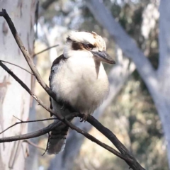 Dacelo novaeguineae (Laughing Kookaburra) at Caladenia Forest, O'Connor - 9 Sep 2023 by ConBoekel