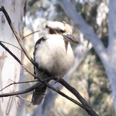 Dacelo novaeguineae (Laughing Kookaburra) at Caladenia Forest, O'Connor - 9 Sep 2023 by ConBoekel