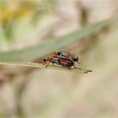 Lemidia subaenea (Clerid beetle) at Mount Painter - 7 Sep 2023 by CathB