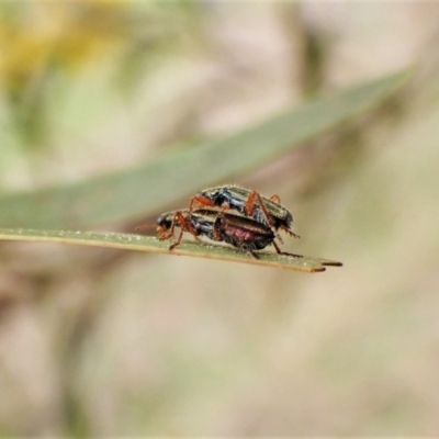 Lemidia subaenea (Clerid beetle) at Belconnen, ACT - 7 Sep 2023 by CathB