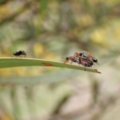 Lemidia subaenea at Belconnen, ACT - 7 Sep 2023