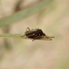 Lemidia subaenea at Belconnen, ACT - 7 Sep 2023