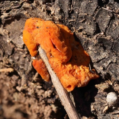 Trametes coccinea (Scarlet Bracket) at Canberra Central, ACT - 9 Sep 2023 by ConBoekel