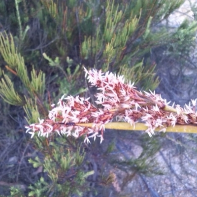 Lepidosperma (genus) (A Sword Sedge) at Charleys Forest, NSW - 19 Jan 2021 by arjay