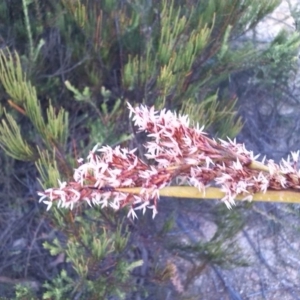 Lepidosperma sp. at Charleys Forest, NSW - 19 Jan 2021