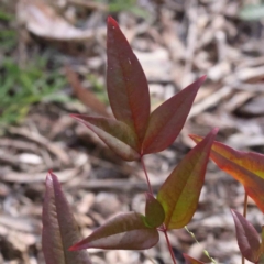 Nandina domestica (Sacred Bamboo) at Caladenia Forest, O'Connor - 9 Sep 2023 by ConBoekel