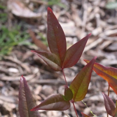 Nandina domestica (Sacred Bamboo) at Caladenia Forest, O'Connor - 9 Sep 2023 by ConBoekel