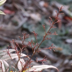 Nandina domestica at Canberra Central, ACT - 9 Sep 2023