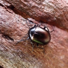 Chalcopteroides cupripennis (Rainbow darkling beetle) at Belconnen, ACT - 7 Sep 2023 by CathB