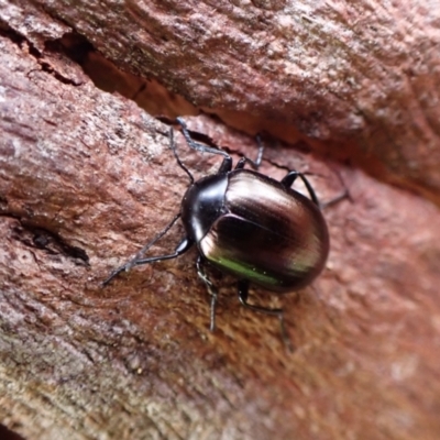 Chalcopteroides cupripennis (Rainbow darkling beetle) at Belconnen, ACT - 7 Sep 2023 by CathB