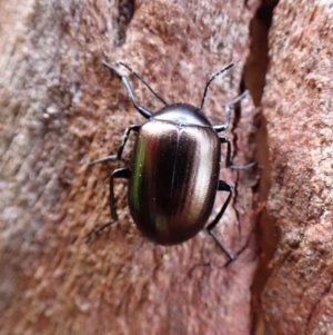 Chalcopteroides cupripennis at Belconnen, ACT - 7 Sep 2023