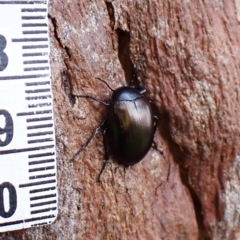 Chalcopteroides cupripennis at Belconnen, ACT - 7 Sep 2023
