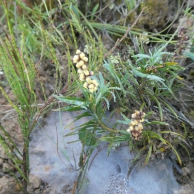 Lomandra obliqua (Twisted Matrush) at Charleys Forest, NSW - 3 Dec 2021 by arjay