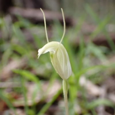 Diplodium nanum (ACT) = Pterostylis nana (NSW) (Dwarf Greenhood, Dwarf Snail Orchid) at Chiltern, VIC - 29 Aug 2023 by AnneG1
