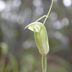 Diplodium nanum (ACT) = Pterostylis nana (NSW) at Chiltern, VIC - suppressed
