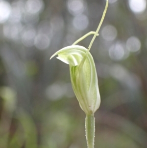Diplodium nanum (ACT) = Pterostylis nana (NSW) at Chiltern, VIC - suppressed