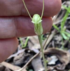 Diplodium nanum (ACT) = Pterostylis nana (NSW) at Chiltern, VIC - suppressed
