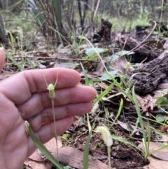 Diplodium nanum (ACT) = Pterostylis nana (NSW) at Chiltern, VIC - suppressed