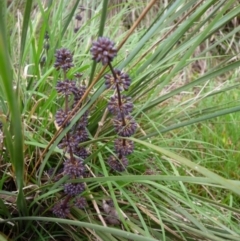 Lomandra multiflora (Many-flowered Matrush) at Mongarlowe River - 17 Nov 2013 by arjay