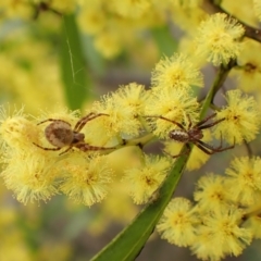 Salsa fuliginata (Sooty Orb-weaver) at Belconnen, ACT - 7 Sep 2023 by CathB